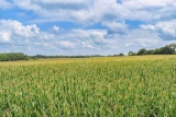 TRACT 3 - 51.30 SURVEYED ACRES