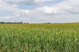 TRACT 4 - 27.01 SURVEYED ACRES