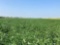 Tract 2 - 18.78 surveyed acres