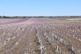 Tract 1 - 47.68 taxable acres+/-