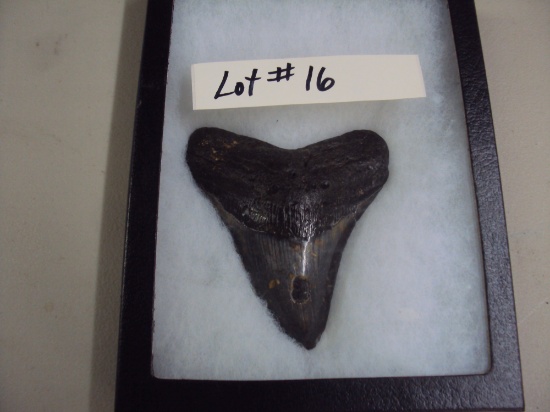 MEGLADON LARGE TOOTH