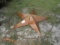 11-02636 (Equip.-Misc.)  Seller:Private/Dealer LARGE DECORATIVE METAL STAR