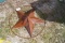 Mid Size Star Decorative