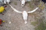 Longhorn with Skull