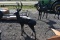 Buck Deer Statue