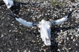 Longhorns with Skull