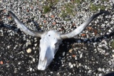 Longhorns with Skull