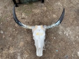 Bull Skull with Horns