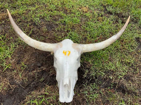 Bull Skull Decoration