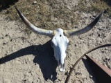 Bull Horns w/Skull Decor