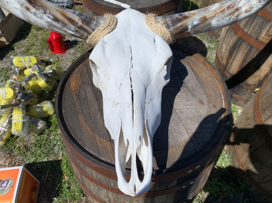 Bull Skull with Horns