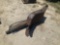 Excavator Thumb