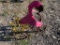 Flamingo on a bike flower pot holder