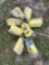 Set of 8 Heavy Duty Ratchet Straps