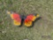 Butterfly Yard Art