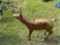 Deer Lawn Art