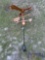 Eagle Weather Vane