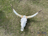 Steer Skull Art