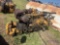 Diesel Engine