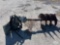 24in Hydraulic Auger Skid Steer Attachment