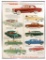 Automotive Advertising, 1953 Dodge Dealership poster