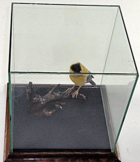 A Carved American Goldfinch Figure