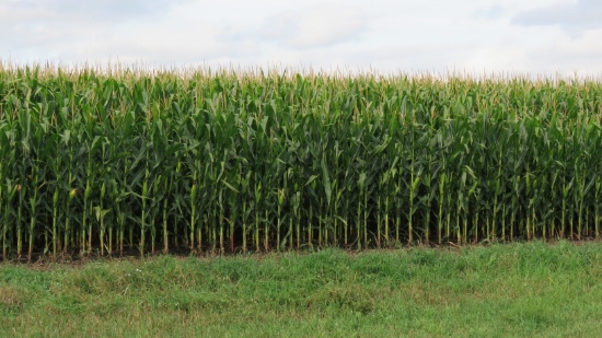 Approx. 155 Acres of MN Farm Ground