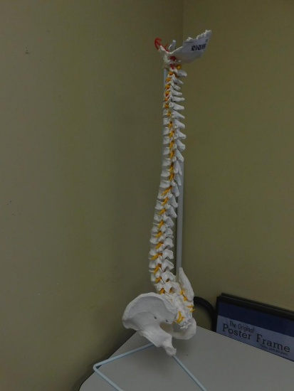 Spine Model Display