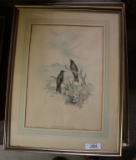 Framed Colored Print Southern Thornbill