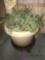 Potted evergreen on wheeled base