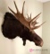 Canadian moose head boat mount