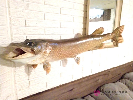 3 1/2 foot mounted Pike