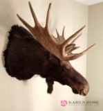 Canadian moose head boat mount