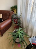 Three large potted plants