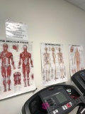 D-18/ muscular system/ skeletal system/ spinal nerves charts