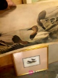2 duck prints - Including Original Audubon