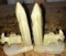 cactus /donkey bookends