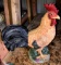 Chicken figure 15 inches high