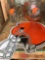 Cleveland browns mugs/helmet
