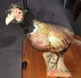 Taxidermy Pheasant 18 inches high mounted