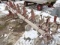 International Row Crop Cultivator