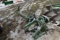 John Deere Model 350 Sickle Mower