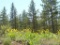 GovernmentAuction.com CA LAND, 1 AC., CALIF. PINES,