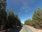 Beautiful 10 Acre Lake County Oregon HOMESITE Foreclosure! Take Over Payments!