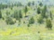 California 1.64 Acre Property! Beautiful California Pines Subdivision! Bid & Take Over Payments!