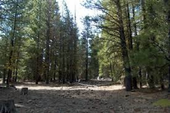 California 1.33 Acre Property! In Beautiful California Pines Subdivision Bid & Take Over Payments!