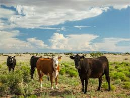 Texas Hudspeth County Gorgeous 10 Acre Property!Great Investment! Cash Sales!! Cash File #2334201