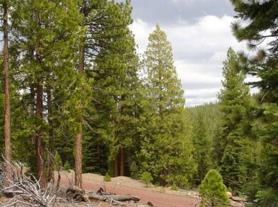California Modoc County 1.46 Acre California Pines Property Northern CA Land! Low Monthly Payment!
