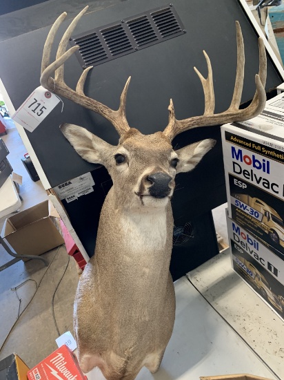 Deer Head Mount 10 Point