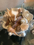 Large lot seashells